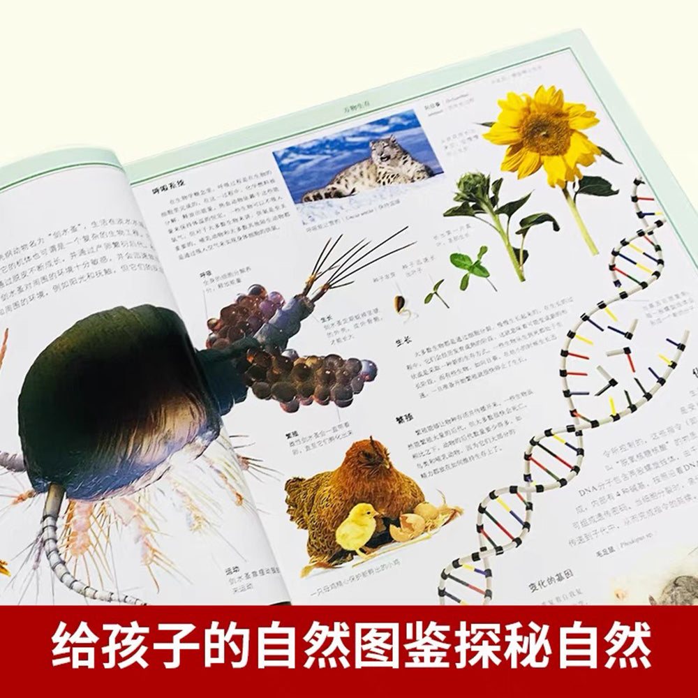 DK儿童自然大百科