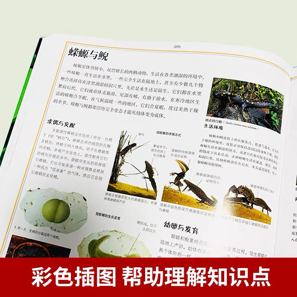 DK儿童自然大百科