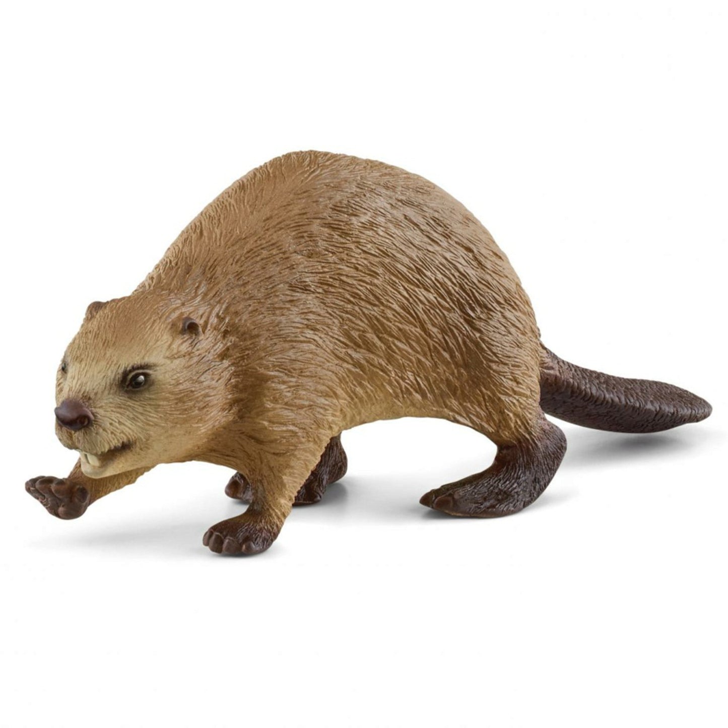 思乐 - Beaver