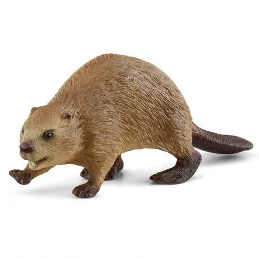 思乐 - Beaver